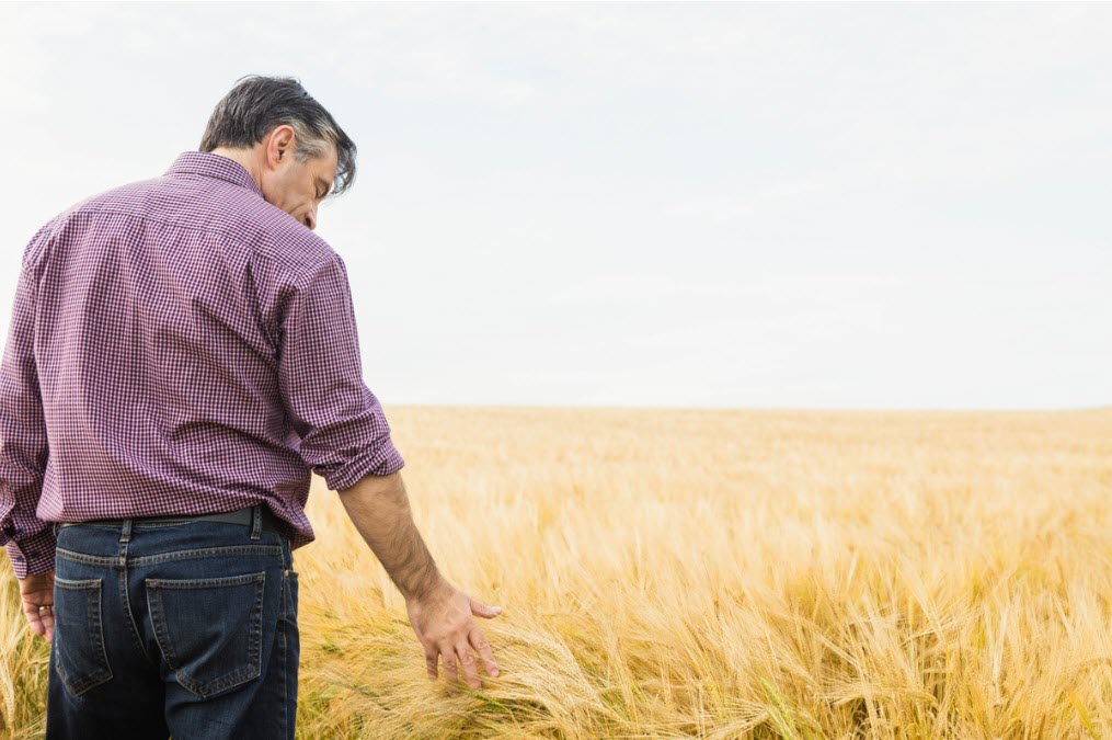 Man in grain field