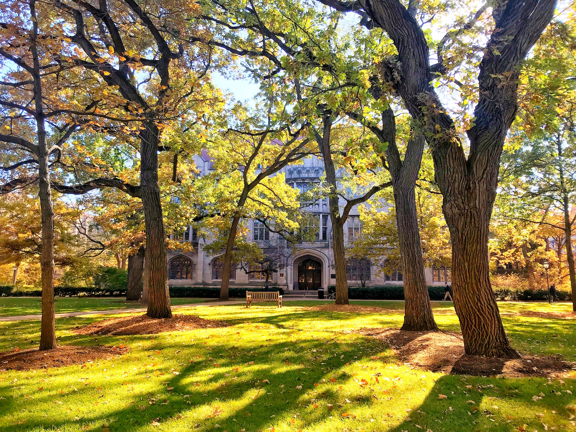 Low sun through trees on a University of Chicago lawn