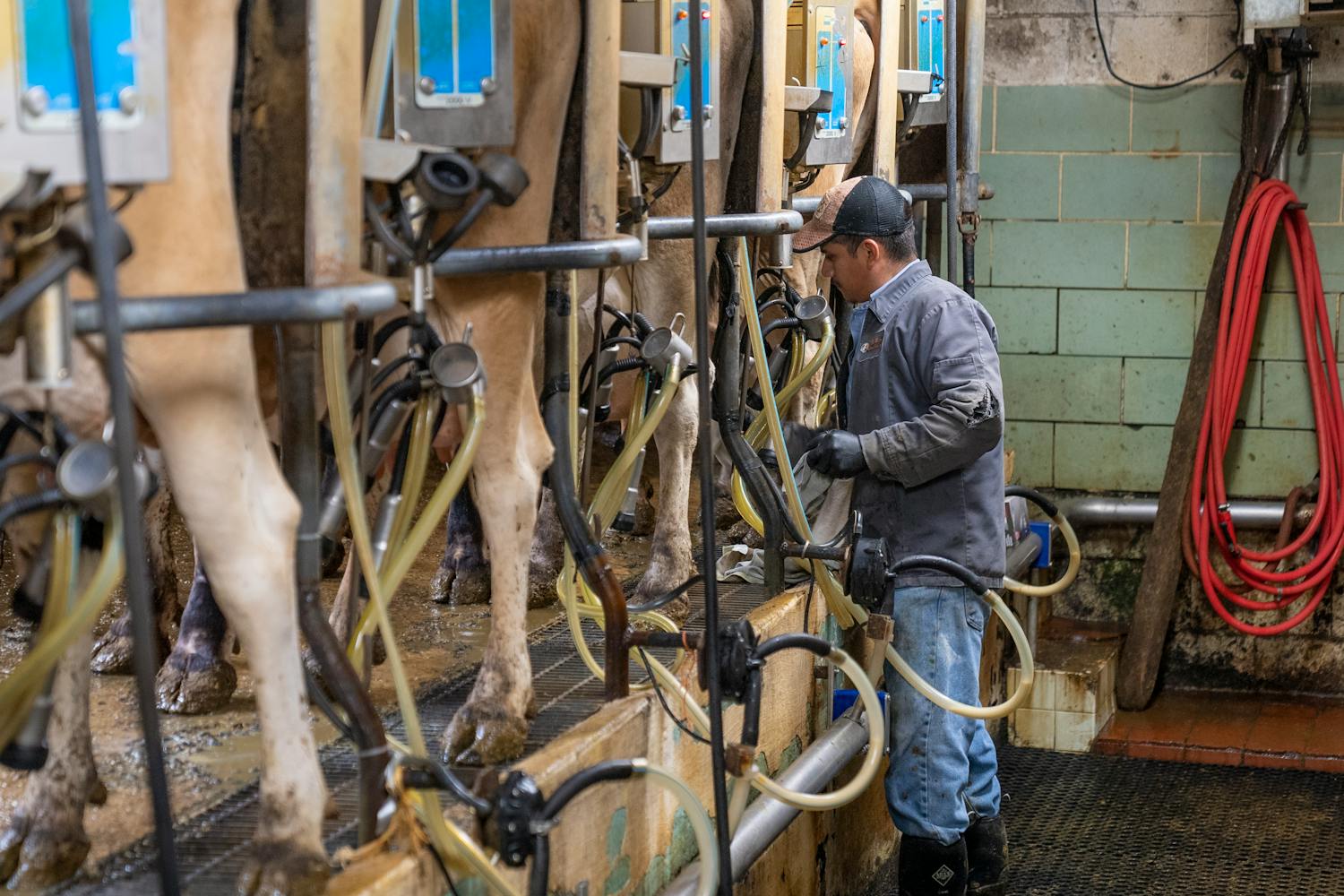Farm worker milking cows