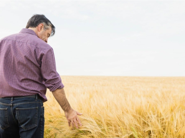 Man in grain field